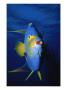 Single Queen Angle Fish by Mike Mesgleski Limited Edition Print