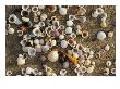 Shells On Sand, Marang, Terengganu, Malaysia by Richard I'anson Limited Edition Print