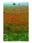 Poppy Fields Near Veneuvre, Basse-Normandy, France by Diana Mayfield Limited Edition Pricing Art Print