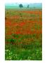 Poppy Fields Near Veneuvre, Basse-Normandy, France by Diana Mayfield Limited Edition Print