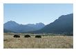 American Bison Graze In A Prairie At The Foot Of Rugged Mountains by Tom Murphy Limited Edition Print