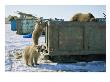A Grizzly And Her Twin Cubs Scavenge Through A Dumpster by Joel Sartore Limited Edition Print