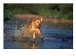 Yellow Labrador Retriever Running Through Water by Gary Hubbell Limited Edition Print
