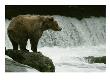 A Grizzly Bear Waits Patiently Near A Waterfall For Passing Fish by Tom Murphy Limited Edition Pricing Art Print