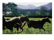 Three Horses Cantering Through Field, Ireland by Oliver Strewe Limited Edition Print