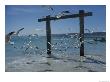 Sea Gulls Hover Over Surf Around A Piling by Sam Abell Limited Edition Print