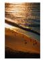 Seagulls, Sunlight, And Sand, Fl by Ken Glaser Limited Edition Print