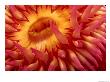 Close-Up View Of A Sea Anemone by George Grall Limited Edition Print