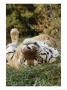 An Adult Siberian Tiger Lounges On His Back by Dr. Maurice G. Hornocker Limited Edition Print