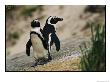 Jackass Penguins Standing Together On A Rock by Kenneth Garrett Limited Edition Print
