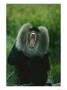 A Captive Lion-Tailed Macaque Bares Its Teeth by Roy Toft Limited Edition Print