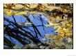 Autumn Leaves Float In A Pool Of Water by Marc Moritsch Limited Edition Pricing Art Print