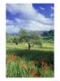 North Ronda, Andalucia, Spain by Peter Adams Limited Edition Print