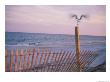 A Sea Gull Takes Off From A Wooden Fence by Stacy Gold Limited Edition Pricing Art Print