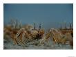 A Herd Of Ghost Crabs (Ocypode Albicans) Foraging In The Sand by Michael Nichols Limited Edition Print