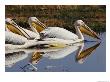 Three Eastern White Pelicans Rest Upon The Waters Of A Lake by Beverly Joubert Limited Edition Print