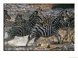 Running Zebras by Nicole Duplaix Limited Edition Pricing Art Print