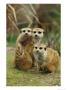 A Trio Of Captive Meerkats Keeps An Eye Out For Any Danger by Roy Toft Limited Edition Pricing Art Print