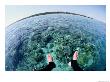 A Diver Explores The Coral Reef Surrounding Bunaken Island by Wolcott Henry Limited Edition Print