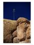 A Single Plant Grows From A Crack In A Large Rock by Raymond Gehman Limited Edition Print
