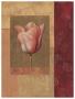 Tulipe Rosee by Fabrice De Villeneuve Limited Edition Print