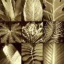 Tropical Leaves Ii by Caroline Kelly Limited Edition Print