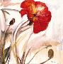 Crimson Poppy I by Marysia Limited Edition Pricing Art Print