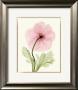 Iceland Poppy I by Steven N. Meyers Limited Edition Print