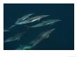 Common Dolphins Rise To The Waters Surface In The Gulf Of California by Ralph Lee Hopkins Limited Edition Print