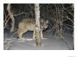 Timber Wolf Peers From Behind A Tree At Night by Paul Nicklen Limited Edition Print