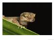 View Of The Head Of A Gecko Peering Over A Leaf by Tim Laman Limited Edition Pricing Art Print
