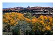 Cottonwoods Along Squaw Creek At The Needles, Canyonlands National Park, Usa by John Elk Iii Limited Edition Print