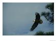 American Bald Eagle In Flight by Klaus Nigge Limited Edition Print