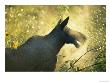 Sunlight Shines On The Cold Breath Of A Female Moose by Rich Reid Limited Edition Print