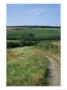 Dirt Road Running Past Hop Fields Outside Munich by Taylor S. Kennedy Limited Edition Print