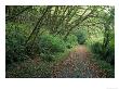 Path Through Trees, Redwoods National Park, Ca by Mark Gibson Limited Edition Print