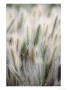 Cattails by John Luke Limited Edition Print