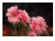 Pink Dahlias by Elfi Kluck Limited Edition Pricing Art Print