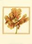 Sunset Tulip I by Jennifer Goldberger Limited Edition Pricing Art Print