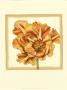 Sunset Tulip Iii by Jennifer Goldberger Limited Edition Pricing Art Print
