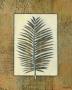 Palm Leaf Ii by Norman Wyatt Jr. Limited Edition Pricing Art Print