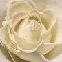 White Rose by Anna Scott Limited Edition Pricing Art Print