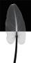 Calla Leaf I by Steven N. Meyers Limited Edition Print