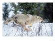 Coyote Running In Snow, Canis Latrans by Robert Franz Limited Edition Pricing Art Print