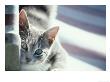 Grey Cat by Bruce Ando Limited Edition Print