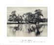 Bare Trees By The River, Nature Conservancy, Cosumnes River Preserve, 2000 by Roman Loranc Limited Edition Pricing Art Print