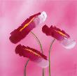 Framboise Aster I by Roseta Bonbon Limited Edition Pricing Art Print