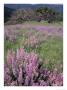 Lupine Near Dobson Prairie Trail, California, Usa by Stuart Westmoreland Limited Edition Print