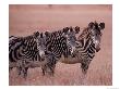 Grevy's Zebra, Masai Mara, Kenya by Dee Ann Pederson Limited Edition Print