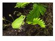 Barking Treefrog On Limb With Resurrection Fern, Florida, Usa by Maresa Pryor Limited Edition Print